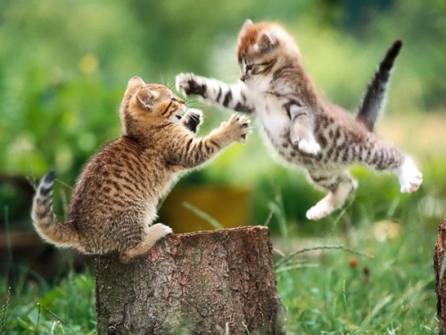 lucha-de-gatos