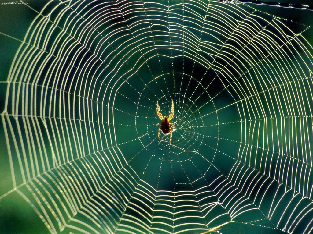 waiting_spider_web